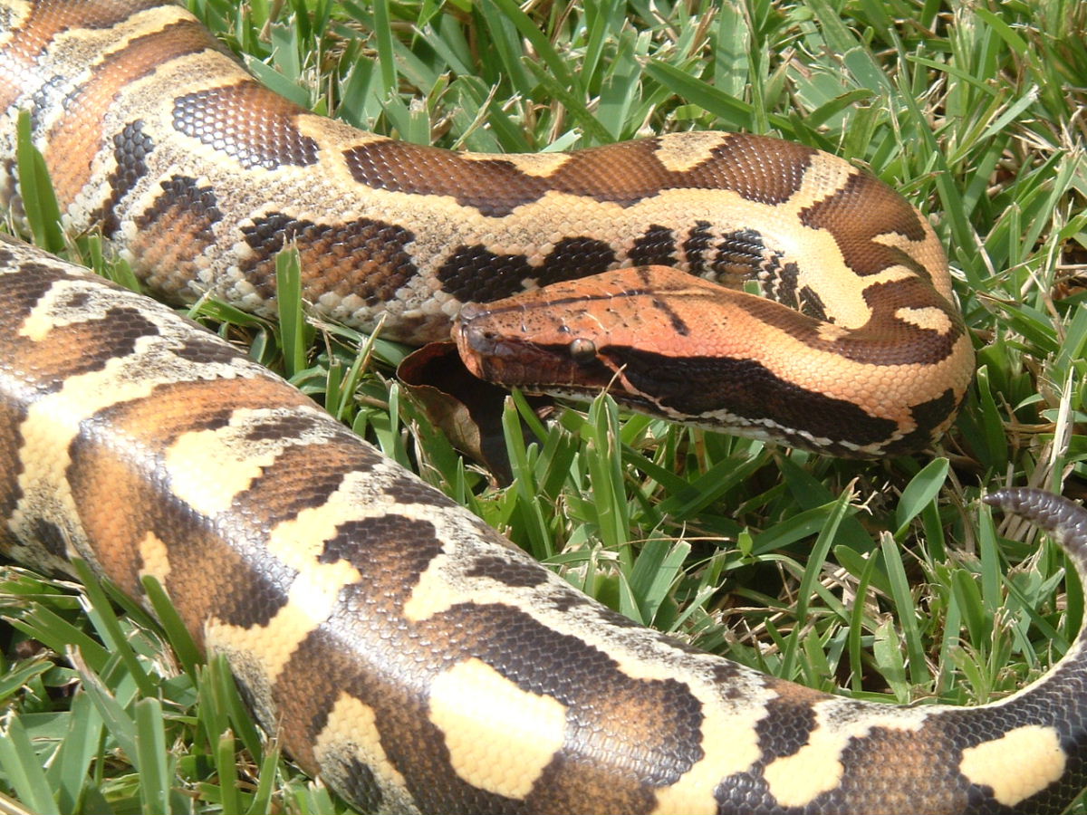 Dark Malaysian blood