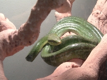 Gonyosoma oxycephala