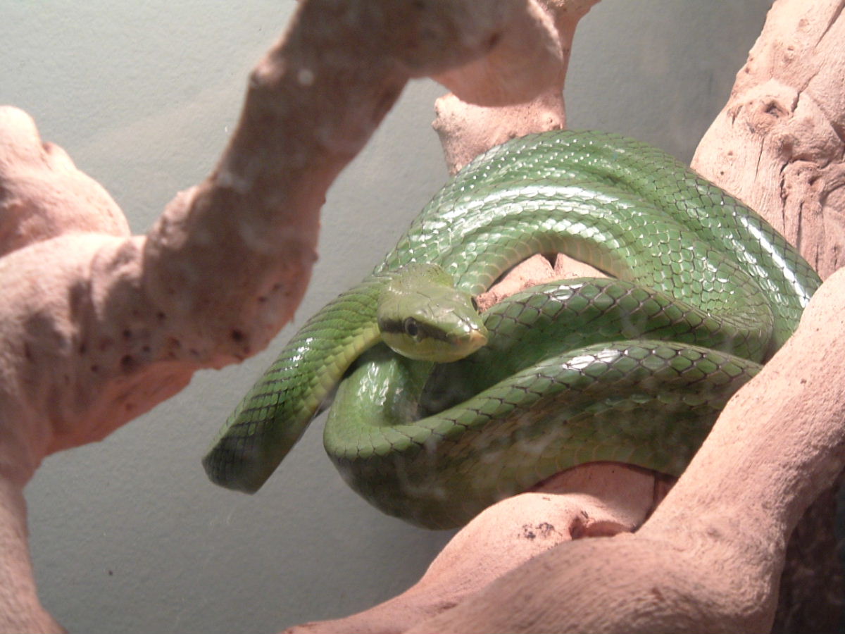 Gonyosoma oxycephala