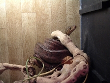 Red female Amazon tree boa