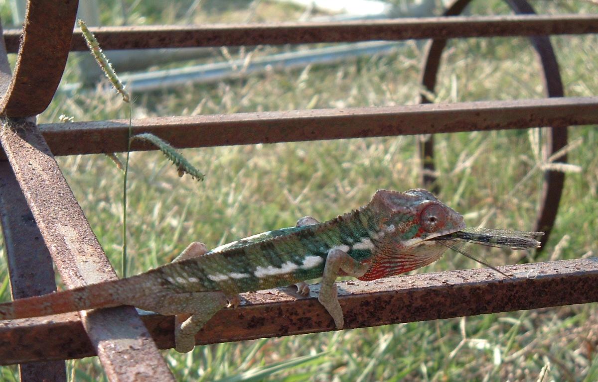 Blue Ambilobe eating dragonfly