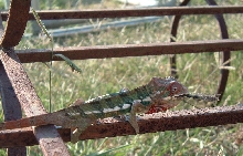 Blue Ambilobe eating dragonfly