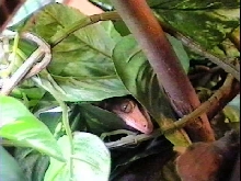 Peek-a-boo