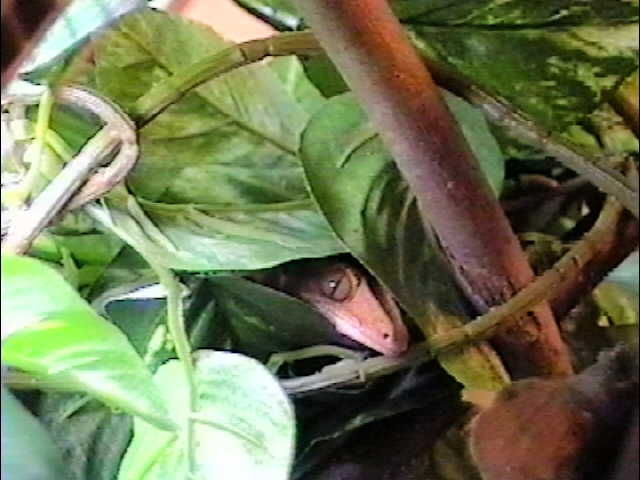 Peek-a-boo