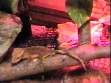 Crested at night
