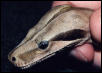 head