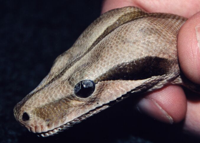 head
