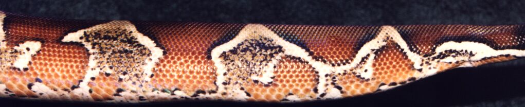 tail