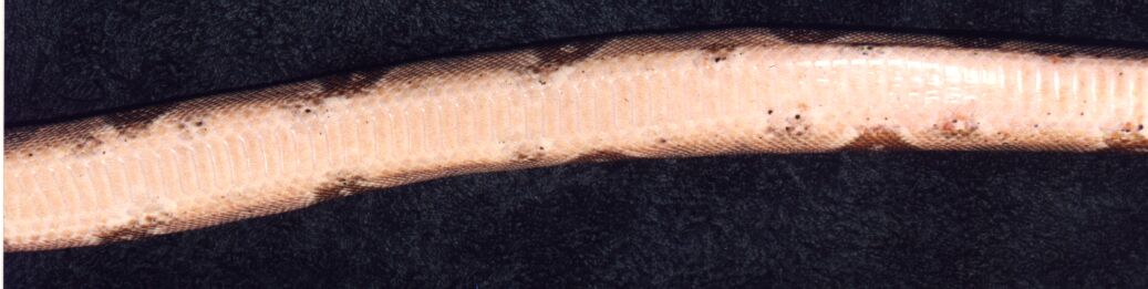 underside