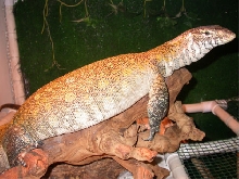 kellylizard