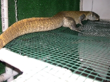 kellylizard2