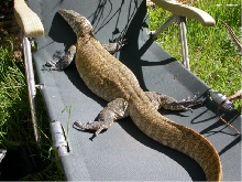 lizard lounge