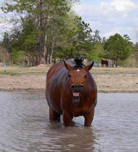funnyhorse