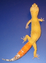 Male Carrot Tail Breeder