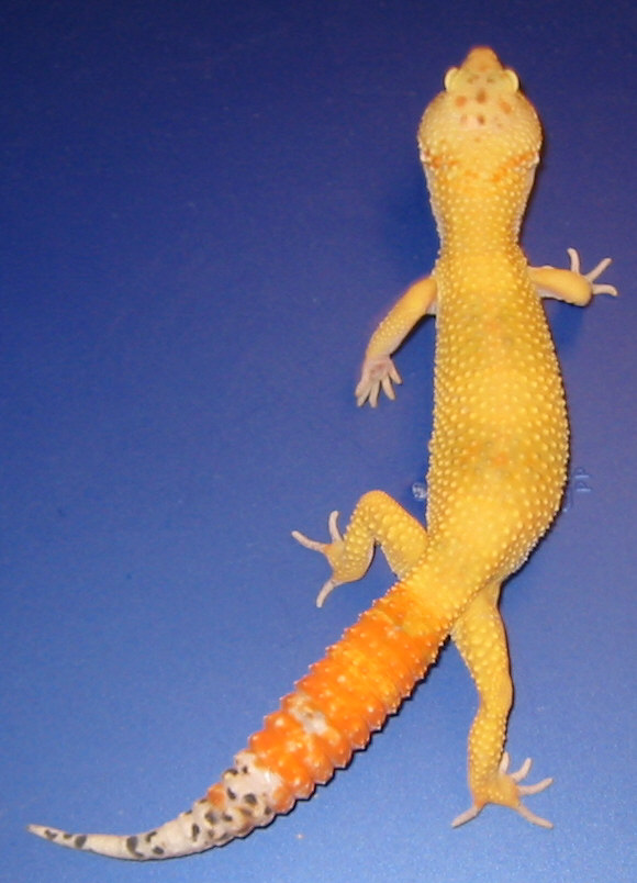 Male Carrot Tail Breeder