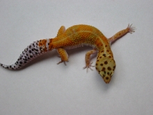 Tangerine Female