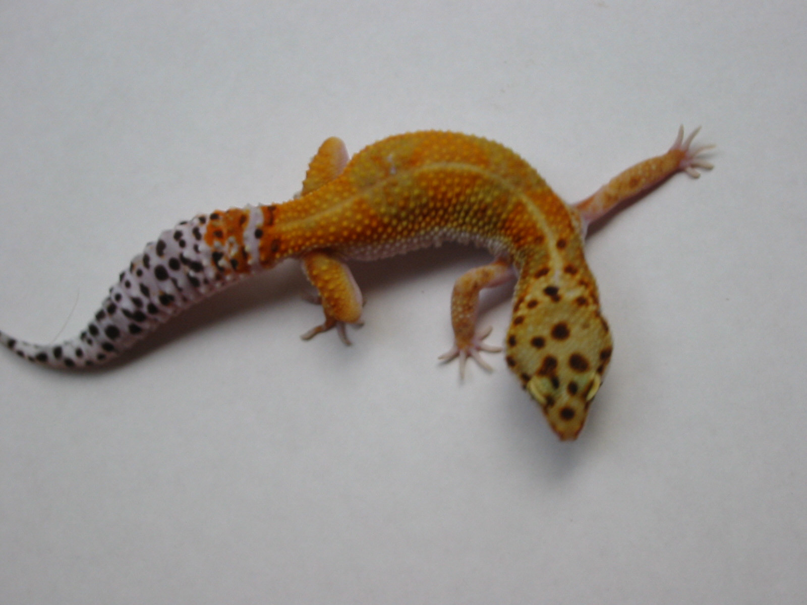 Tangerine Female