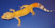 Carrot Tail Male Breeder #2