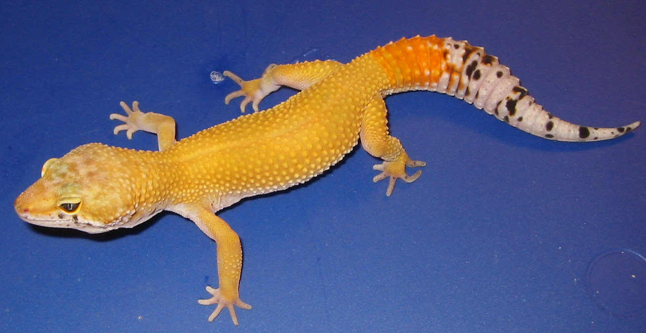 Carrot Tail Male Breeder #2