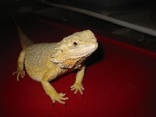 Athena - female