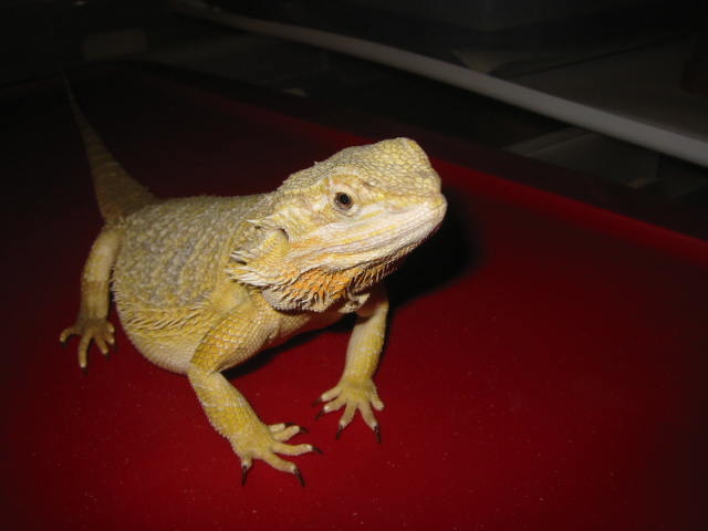 Athena - female