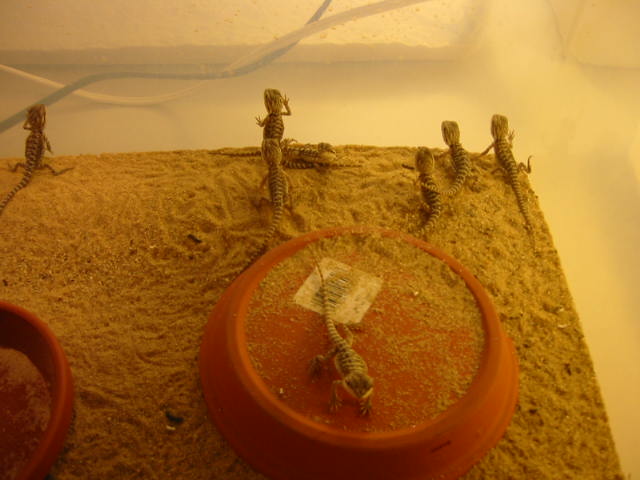 Sandfire babies
