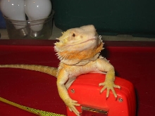Eric the Red