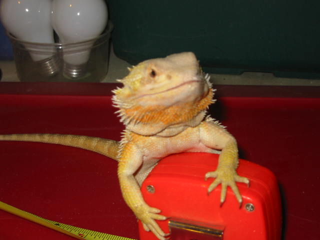 Eric the Red