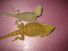Blaze and Peaches