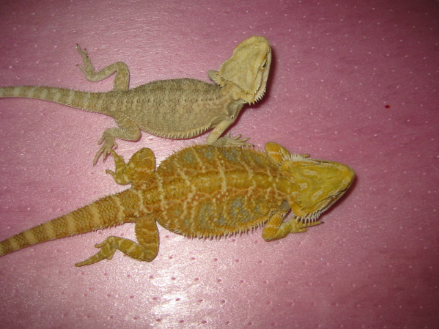Blaze and Peaches