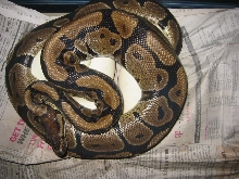 FIRST BALL PYTHON CLUTCH AT EXOTIC PET SUPPLY