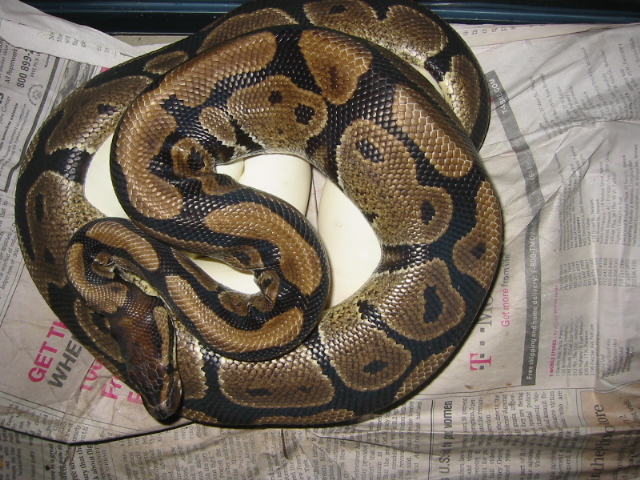 FIRST BALL PYTHON CLUTCH AT EXOTIC PET SUPPLY
