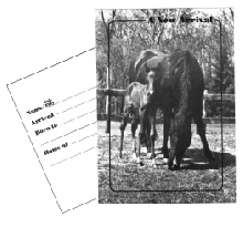 Birth announcement post card