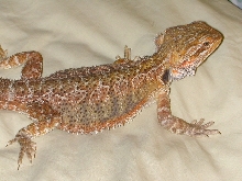 My red beardie