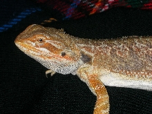 Red after shed.