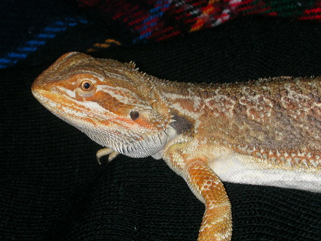 Red after shed.