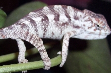 male panther150