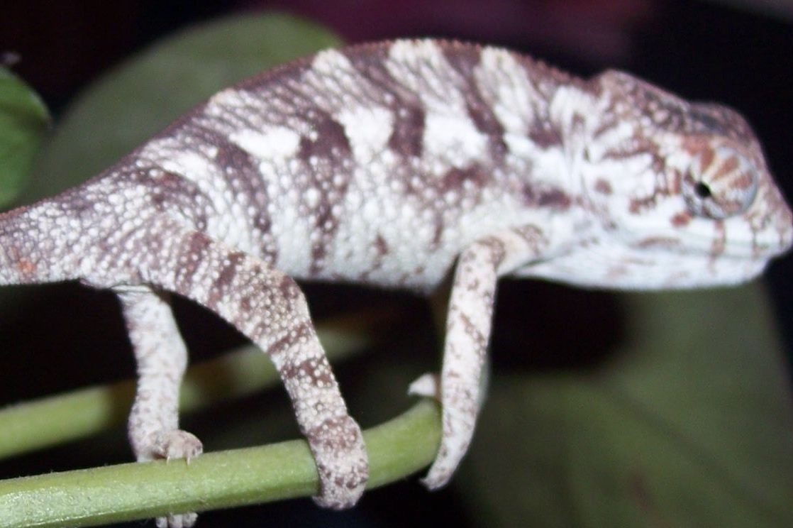 male panther150