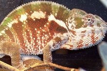 Tamatave Panther