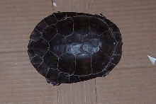 foundturtle1