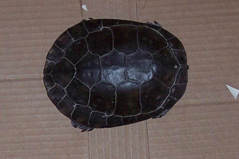 foundturtle1