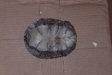 foundturtle2