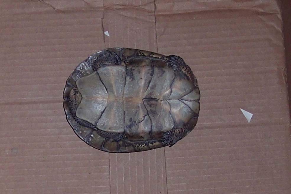 foundturtle2