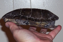 foundturtle3
