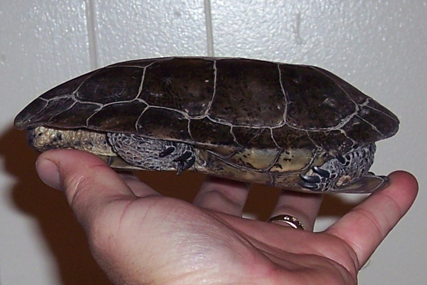 foundturtle3