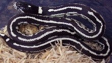 snake?