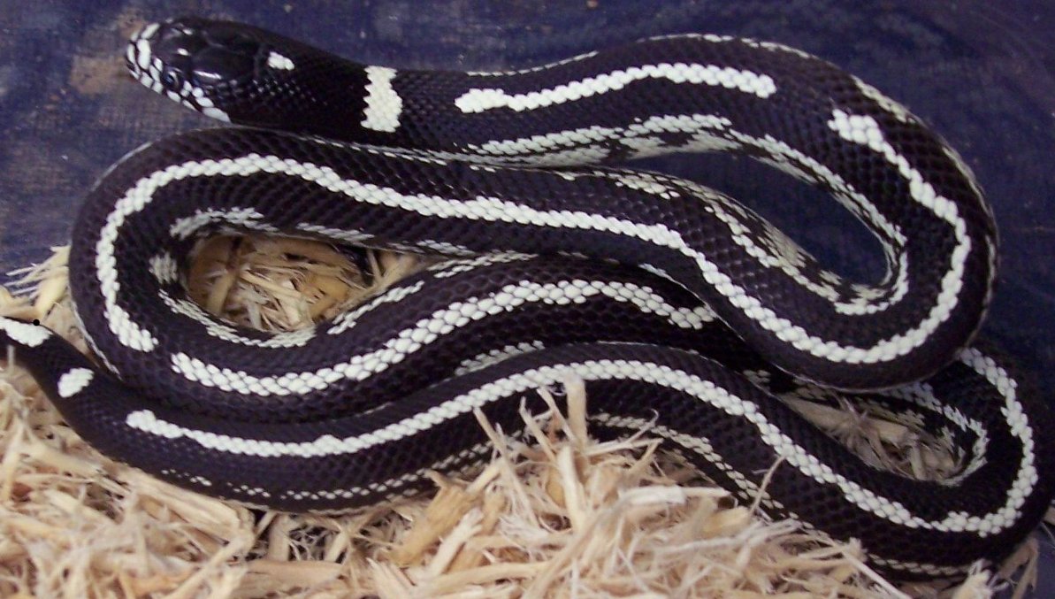 snake?