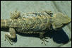 Young Adult Female Sandfire Dragon