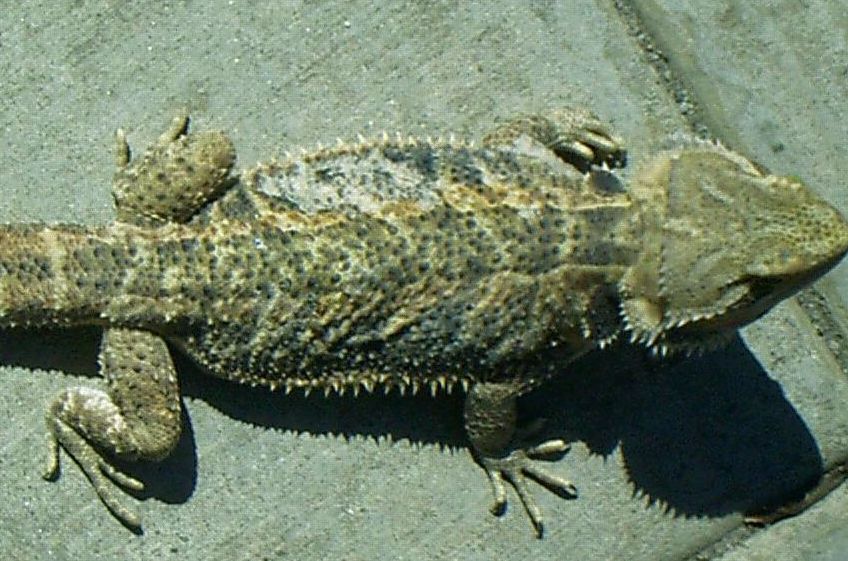 Young Adult Female Sandfire Dragon
