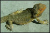 Young Male high orange Bearded Dragon